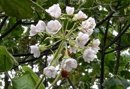 Dombeya pilosa.mahot .malvaceae.endémique Réunion.P1010587