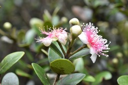 Eugenia buxifolia - Bois de nèfles - MYRTACEAE - Endémique Réunion