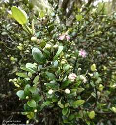 Eugenia buxifolia.bois de nèfles à petites feuilles.(avec de nombreux boutons floraux )myrtaceae.endémique Réunion.P1010739