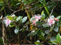 Eugenia buxifolia.bois de nèfles à petites feuilles.myrtaceae.endémique Réunion.P1010599