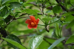 Hibiscus boryanus - Foulsapate - MALVACEAE - Endémique Réunion, Maurice