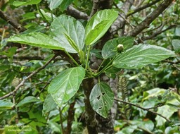 Hibiscus boryanus.foulsapate marron.mahot bâtard.malvaceae.endémique Réunion Maurice.P1010547