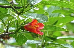Hibiscus boryanus.foulsapate marron.mahot bâtard.malvaceae.endémique Réunion Maurice.P1010545