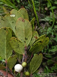 Pleurostylia pachyphloea .bois d'olive grosse peau.(avec fruits )celastraceae.endémique Réunion .P1010756