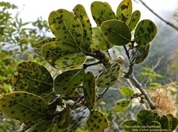 Pleurostylia pachyphloea.bois d'olive grosse peau .celastraceae.endémique Réunion.P1010743