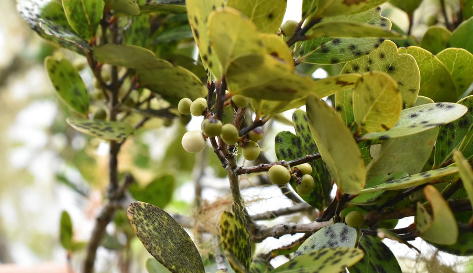 Pleurostyllia pachyphloea - Bois d'olive gros peau - CELASTRACEAE - Endémique Réunion