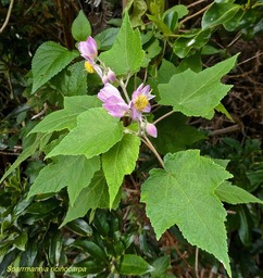 Sparrmannia ricinocarpa.malvaceae (ex tiliaceae ) originaire d'Afrique Australe.P1010726