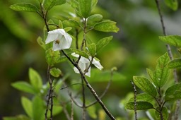 Trochetia granulata - Bois clochette - MALVACEAE - Endémique Réunion