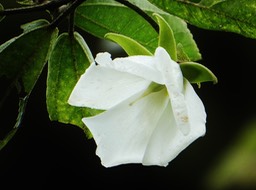Trochetia granulata fleur fécondée