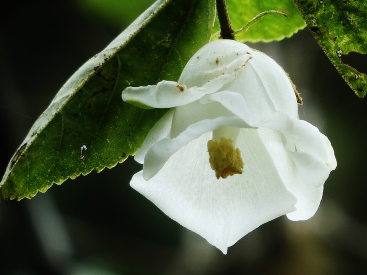 Trochetia granulata fleur protandre