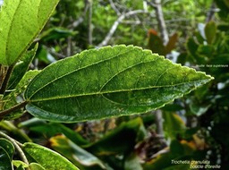 Trochetia granulata.boucle d'oreille.(feuille )malvaceae.endémique Réunion .P1010636