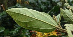 Trochetia granulata.boucle d'oreille.(feuille face inférieure).malvaceae.endémique Réunion.P1010637