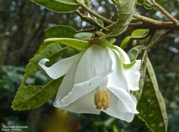 Trochetia granulata.boucle d'oreille.malvaceae.endémique Réunion.P1010633 