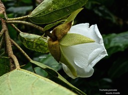 Trochetia granulata.boucle d'oreille .malvaceae.endémique Réunion.P1010627