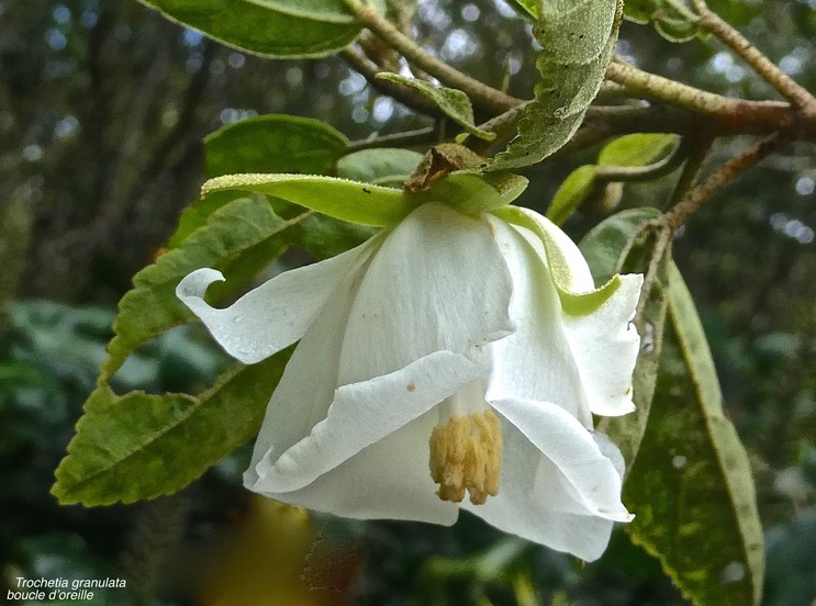 Trochetia granulata.boucle d'oreille.malvaceae.endémique Réunion.P1010633 