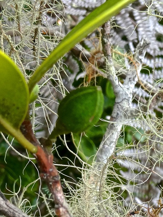 Turraea ovata ?  bois de quivi (fruit )meliaceae.P1010772