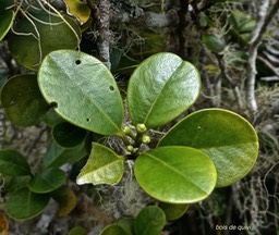 Turraea ovata ? bois de quivi.(avec boutons floraux )meliaceae.P1010757