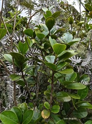 Turraea ovata ? bois de quivi .meliaceae.P1010770