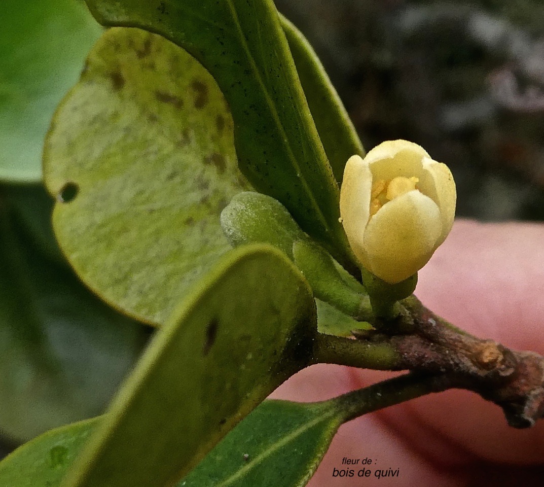 Turraea ovata ? bois de quivi.(fleur ).meliaceae. P1010762
