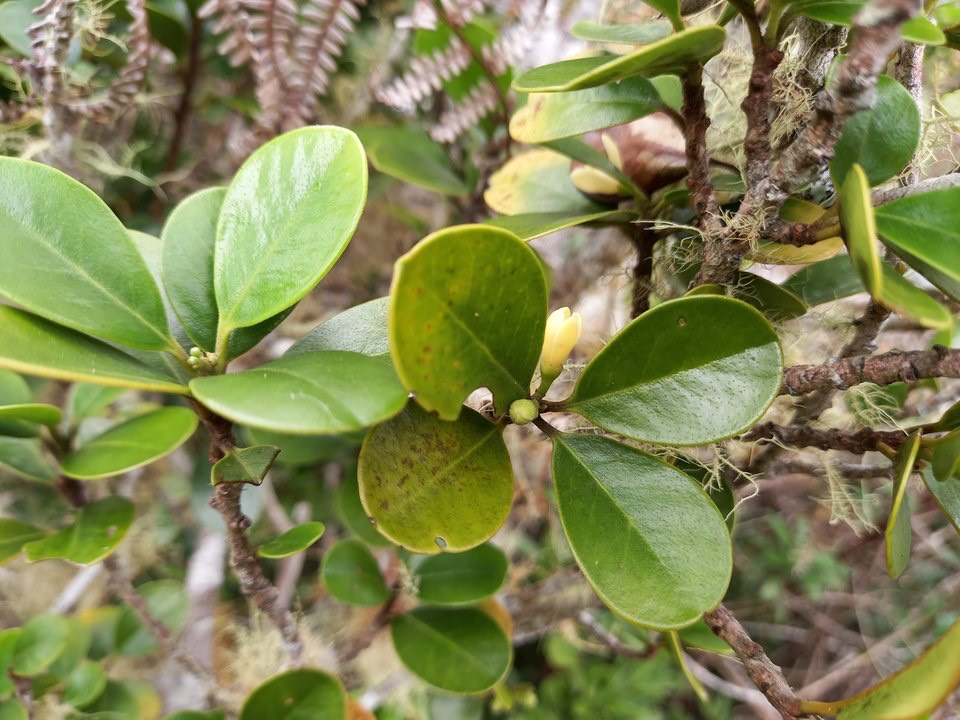 Turraea sp - Bois de quivi - MELIACEAE - Endémique Réunion, Maurice