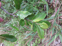 Casearia coriacea - Bois de cabri rouge - Flacourtiaceae - endémique de la Réunion et de Maurice