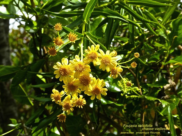 Faujasia salicifolia .chasse vieillesse P1390057