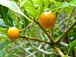 fruits de joli coeur .Pittosporum senacia P1380902