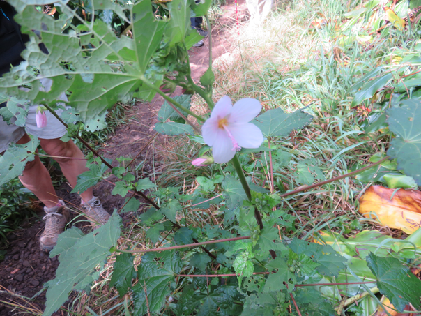 Pavonia columella Cav. - Pavonie Rose - Malvaceae - Indigène