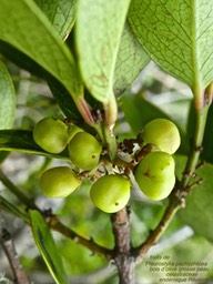 Pleurostylia pachyphloea .bois d'olive grosse peau P1390028