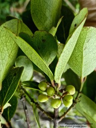Pleurostylia pachyphloea .bois d'olive grosse peau P1390020