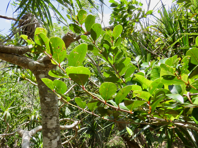 18. Pleurostylia pachyphloea - Bois d'olive gros peau - Célastracée - Endémique de La Réunion