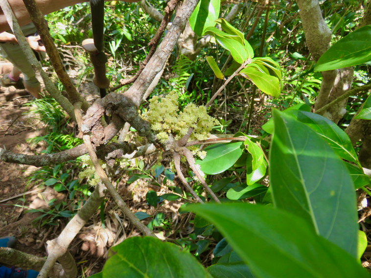 20. Fleurs Cnestis glabra - Mafatamboa ou Mafatambois - Connaraceae- Réunion, Maurice, Madagascar