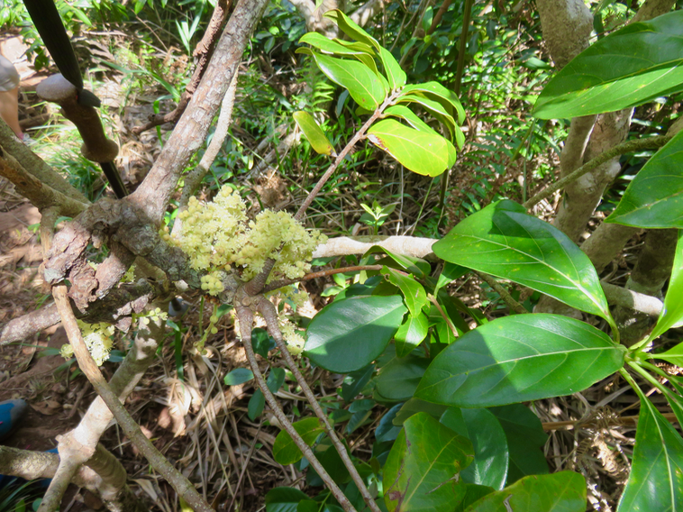 21. 20. Fleurs Cnestis glabra - Mafatamboa ou Mafatambois - Connaraceae- Réunion, Maurice, Madagascar