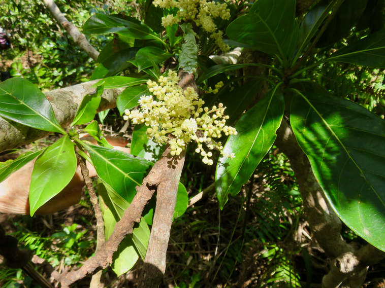 22. 20. Fleurs Cnestis glabra - Mafatamboa ou Mafatambois - Connaraceae- Réunion, Maurice, Madagascar