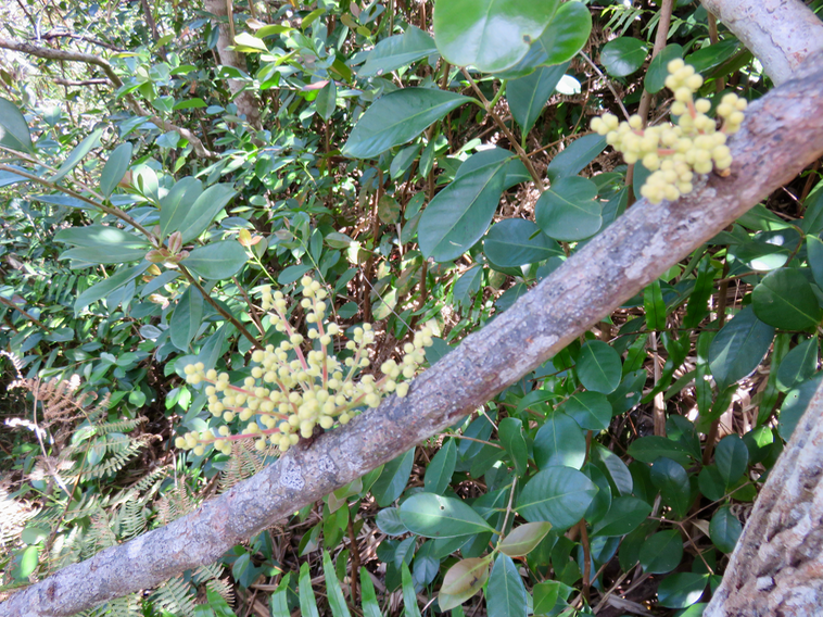 23. 20. Fleurs Cnestis glabra - Mafatamboa ou Mafatambois - Connaraceae- Réunion, Maurice, Madagascar
