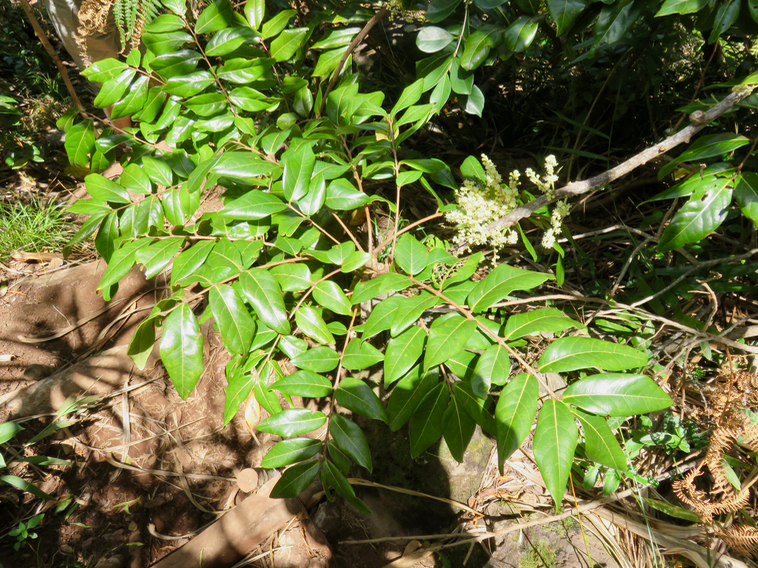 24. Cnestis glabra - Mafatamboa ou Mafatambois - Connaraceae- Réunion, Maurice, Madagascar