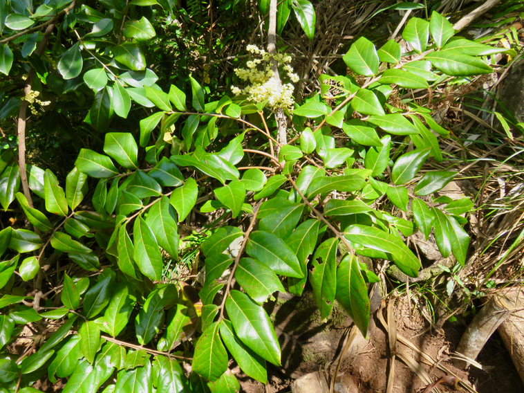 25. 20. Fleurs Cnestis glabra - Mafatamboa ou Mafatambois - Connaraceae- Réunion, Maurice, Madagascar