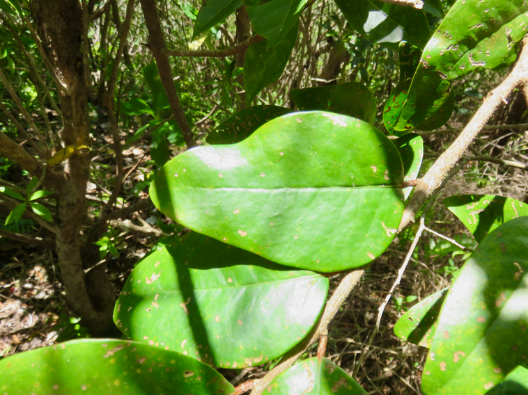 7. Securinega durissima - Bois dur …. - Euphorbiacées - Indigène   Réunion, Maurice, Madagascar
