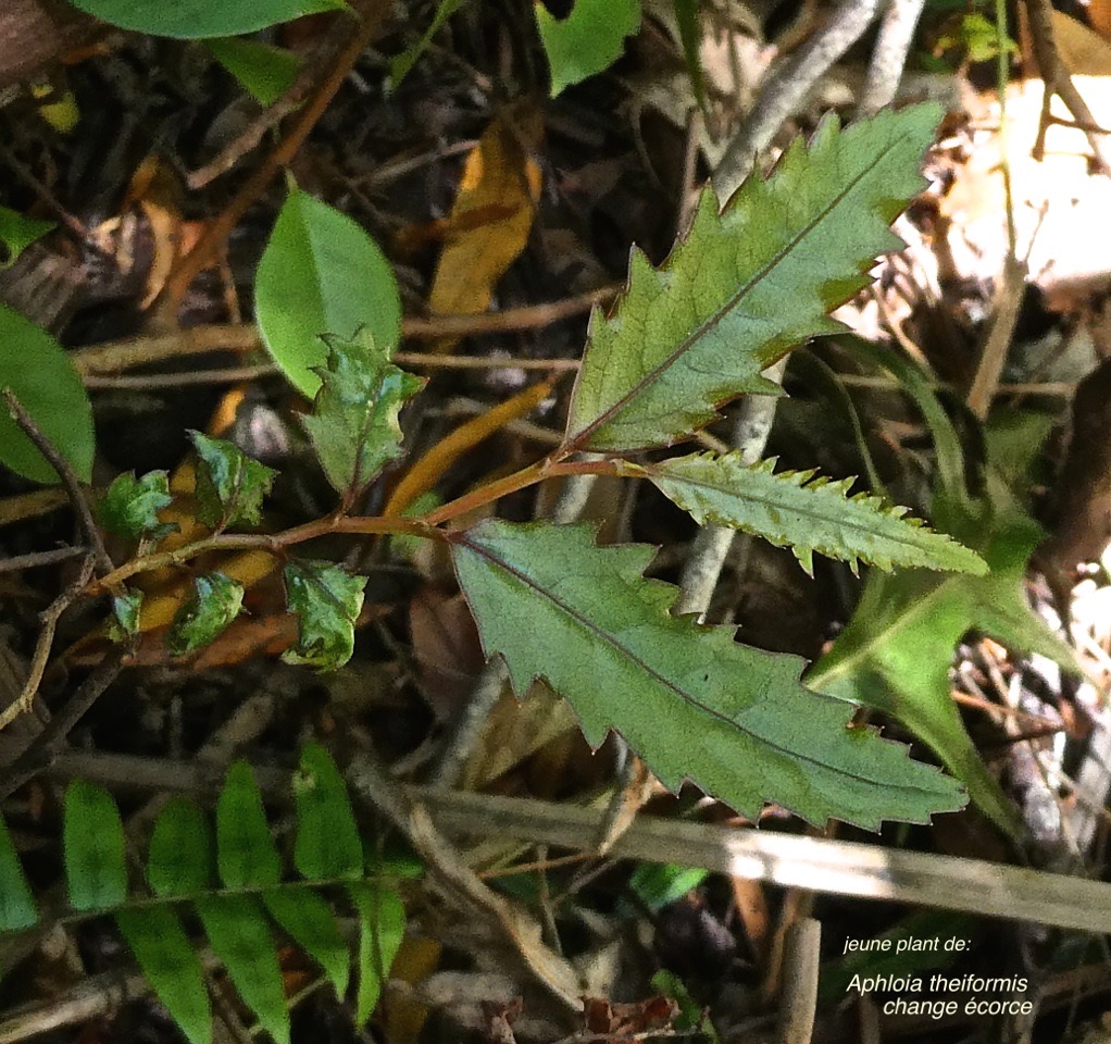 Aphloia theiformis . change écorce.(jeune plant ).aphloiaceae.indigène Réunion.P1000195