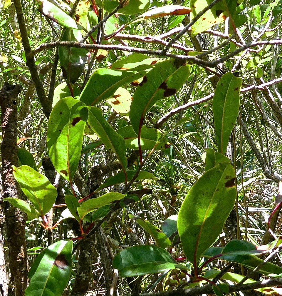 Apodytes dimidiata .peau gris.icacinaceae.indigène Réunion .P1000276