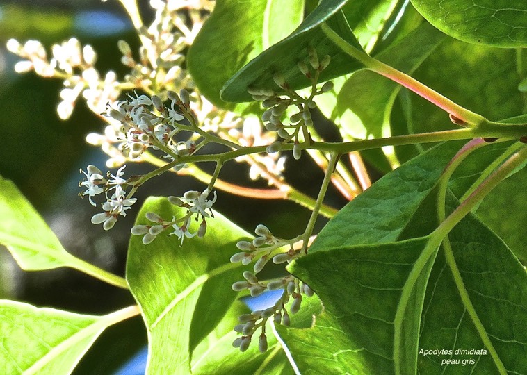 Apodytes dimidiata.peau gris (inflorescence avec boutons et fleurs épanouies) .icacinaceae.indigène Réunion.P1000131