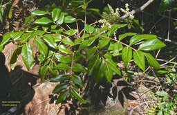 Cnestis glabra. liane mafatembois. connaraceae.indigène Réunion .P1000346