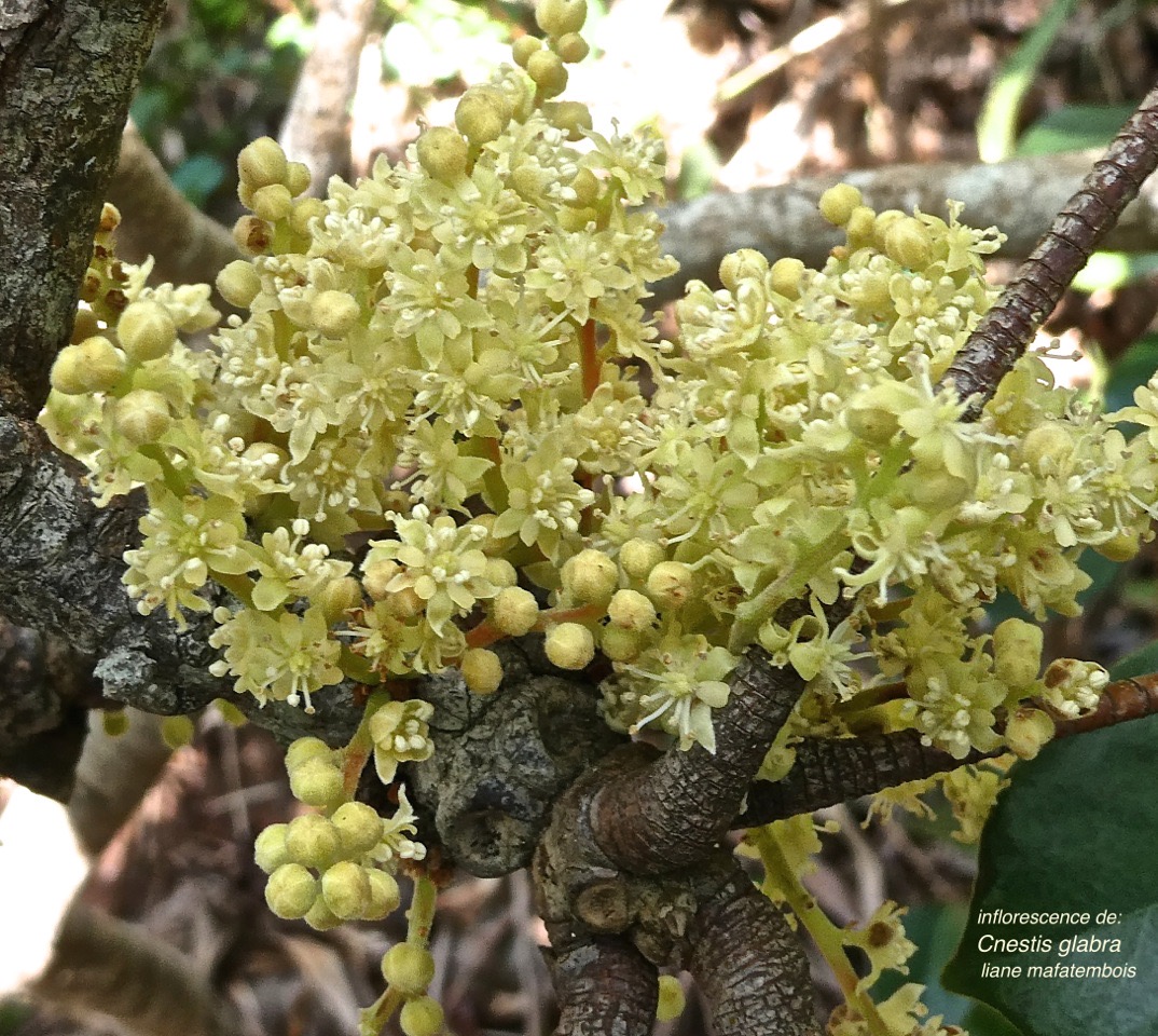 Cnestis glabra.liane mafatembois.(inflorescence.)connaraceae.indigène Réunion.P1000316