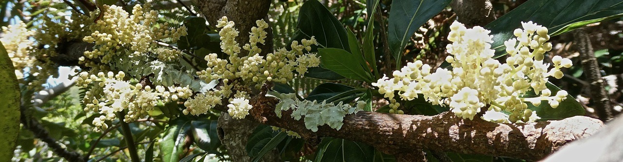 Cnestis glabra.liane mafatembois. connaraceae.indigène Réunion.P1000324