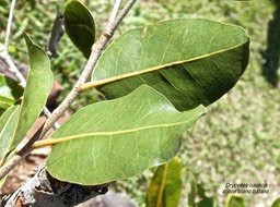 Drypetes caustica .corce blanc bâtard.(face inférieure des feuilles).putranjivaceae.endémique Réunion Maurice.P1000033