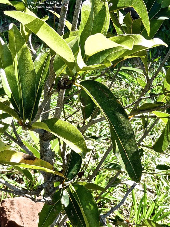 Drypetes caustica .corce blanc bâtard.putranjivaceae.endémique Réunion Maurice.P1000044