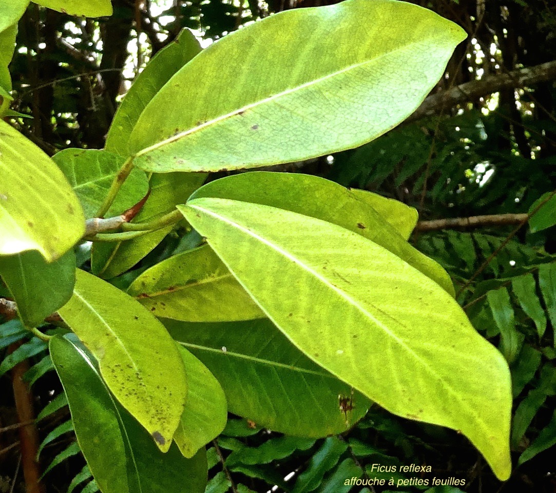 Ficus reflexa .affouche à petites feuilles .moraceae.indigène Mascareignes.P1000202
