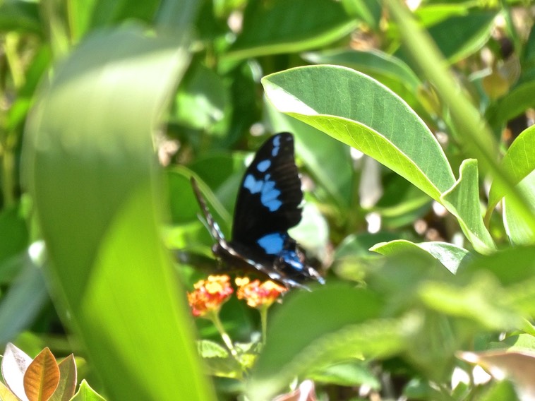 Flou sur Papilio phorbonta mâle.Papillon la Pâture .papilionidae.endémique Réunion.P1000081