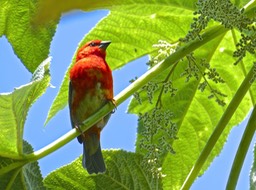 Foudia madagascariensis. cardinal. foudi rouge .(sur bois d'ortie).Ploceidae.originaire de Madagascar.P1000386