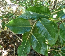 Homalium paniculatum.corce blanc.bois de bassin.(marge des feuilles légèrement crénelée )salicaceae.endémique Réunion Maurice.P1000243